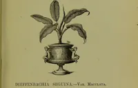 Picture 14 of 61 from Beautiful leaved plants : being a description of the most beautiful leaved plants in cultivation in this country, to which is added an extended catalogue / by E.J. Lowe ; assisted by W. Howard ; with sixty coloured illustrations. (1872), leaf 97