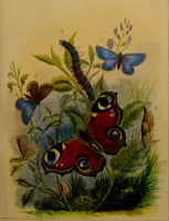 Picture 6 of 14 from The butterfly vivarium, or, Insect home: being an account of a new method of observing the curious metamorphoses of some of the most beautiful of our native insects. Comprising also a popular description of the habits and instincts of many of the insects of the various classes referred to; with suggestions for the successful study of entomology by means of an insect vivarium / by H. Noel Humphreys ... Illustrated with coloured engravings. (1858), leaf 145