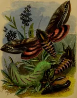 An illustration from The butterfly vivarium, or, Insect home: being an account of a new method of observing the curious metamorphoses of some of the most beautiful of our native insects. Comprising also a popular description of the habits and instincts of many of the insects of the various classes referred to; with suggestions for the successful study of entomology by means of an insect vivarium / by H. Noel Humphreys ... Illustrated with coloured engravings. (1858)