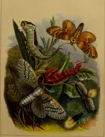An illustration from The butterfly vivarium, or, Insect home: being an account of a new method of observing the curious metamorphoses of some of the most beautiful of our native insects. Comprising also a popular description of the habits and instincts of many of the insects of the various classes referred to; with suggestions for the successful study of entomology by means of an insect vivarium / by H. Noel Humphreys ... Illustrated with coloured engravings. (1858)