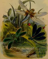 An illustration from The butterfly vivarium, or, Insect home: being an account of a new method of observing the curious metamorphoses of some of the most beautiful of our native insects. Comprising also a popular description of the habits and instincts of many of the insects of the various classes referred to; with suggestions for the successful study of entomology by means of an insect vivarium / by H. Noel Humphreys ... Illustrated with coloured engravings. (1858)