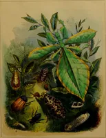 An illustration from The butterfly vivarium, or, Insect home: being an account of a new method of observing the curious metamorphoses of some of the most beautiful of our native insects. Comprising also a popular description of the habits and instincts of many of the insects of the various classes referred to; with suggestions for the successful study of entomology by means of an insect vivarium / by H. Noel Humphreys ... Illustrated with coloured engravings. (1858)