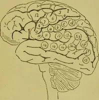 An illustration from Heads, and what they tell us : phrenological recollections / by W. Pugin Thornton. (1892)