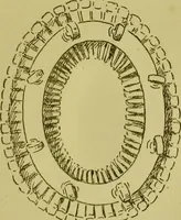 Picture 12 of 19 from Heads, and what they tell us : phrenological recollections / by W. Pugin Thornton. (1892), leaf 87