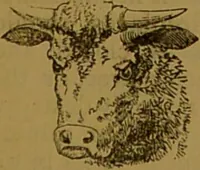 An illustration from "Truths for the million" : hand book & guide to physiology, psychology, physiognomy and phrenology / by Joseph Dyson. (1885)