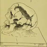 An illustration from Phrenology, or, Heads, and what they tell us / by W. Pugin Thornton. (1896)