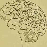 An illustration from Phrenology, or, Heads, and what they tell us / by W. Pugin Thornton. (1896)