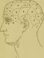 An illustration from Phrenology, or, Heads, and what they tell us / by W. Pugin Thornton. (1896)
