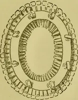 An illustration from Phrenology, or, Heads, and what they tell us / by W. Pugin Thornton. (1896)