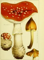 Picture 11 of 19 from Edible and poisonous mushrooms : what to eat and what to avoid . With eighteen coloured plates illustrating forty-eight species / [M.C. Cooke] ; published under the direction of the General Literature Committee. (1894), leaf 109