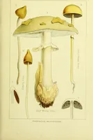 Picture 12 of 19 from Edible and poisonous mushrooms : what to eat and what to avoid . With eighteen coloured plates illustrating forty-eight species / [M.C. Cooke] ; published under the direction of the General Literature Committee. (1894), leaf 117