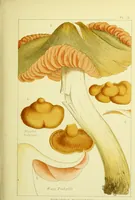 An illustration from Edible and poisonous mushrooms : what to eat and what to avoid . With eighteen coloured plates illustrating forty-eight species / [M.C. Cooke] ; published under the direction of the General Literature Committee. (1894)