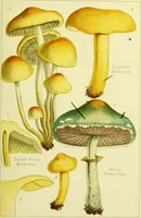 Picture 14 of 19 from Edible and poisonous mushrooms : what to eat and what to avoid . With eighteen coloured plates illustrating forty-eight species / [M.C. Cooke] ; published under the direction of the General Literature Committee. (1894), leaf 131