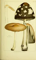 Picture 15 of 19 from Edible and poisonous mushrooms : what to eat and what to avoid . With eighteen coloured plates illustrating forty-eight species / [M.C. Cooke] ; published under the direction of the General Literature Committee. (1894), leaf 137