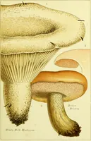 An illustration from Edible and poisonous mushrooms : what to eat and what to avoid . With eighteen coloured plates illustrating forty-eight species / [M.C. Cooke] ; published under the direction of the General Literature Committee. (1894)