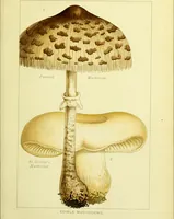 An illustration from Edible and poisonous mushrooms : what to eat and what to avoid . With eighteen coloured plates illustrating forty-eight species / [M.C. Cooke] ; published under the direction of the General Literature Committee. (1894)