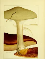 Picture 5 of 19 from Edible and poisonous mushrooms : what to eat and what to avoid . With eighteen coloured plates illustrating forty-eight species / [M.C. Cooke] ; published under the direction of the General Literature Committee. (1894), leaf 59