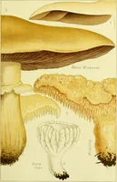 Picture 6 of 19 from Edible and poisonous mushrooms : what to eat and what to avoid . With eighteen coloured plates illustrating forty-eight species / [M.C. Cooke] ; published under the direction of the General Literature Committee. (1894), leaf 67