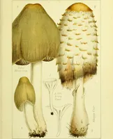An illustration from Edible and poisonous mushrooms : what to eat and what to avoid . With eighteen coloured plates illustrating forty-eight species / [M.C. Cooke] ; published under the direction of the General Literature Committee. (1894)