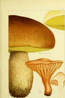 Picture 9 of 19 from Edible and poisonous mushrooms : what to eat and what to avoid . With eighteen coloured plates illustrating forty-eight species / [M.C. Cooke] ; published under the direction of the General Literature Committee. (1894), leaf 91