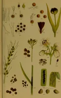 An illustration from Rust, smut, mildew & mould : An introduction to the study of microscopic fungi / by M. C. Cooke. Illustrated with 269 coloured figures, by J. E. Sowerby. (1886)