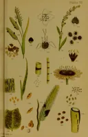 An illustration from Rust, smut, mildew & mould : An introduction to the study of microscopic fungi / by M. C. Cooke. Illustrated with 269 coloured figures, by J. E. Sowerby. (1886)