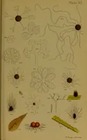 An illustration from Rust, smut, mildew & mould : An introduction to the study of microscopic fungi / by M. C. Cooke. Illustrated with 269 coloured figures, by J. E. Sowerby. (1886)