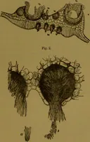 An illustration from Rust, smut, mildew & mould : An introduction to the study of microscopic fungi / by M. C. Cooke. Illustrated with 269 coloured figures, by J. E. Sowerby. (1886)