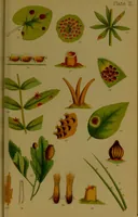 An illustration from Rust, smut, mildew & mould : An introduction to the study of microscopic fungi / by M. C. Cooke. Illustrated with 269 coloured figures, by J. E. Sowerby. (1886)