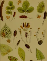 An illustration from Rust, smut, mildew & mould : An introduction to the study of microscopic fungi / by M. C. Cooke. Illustrated with 269 coloured figures, by J. E. Sowerby. (1886)