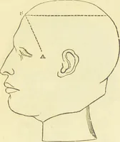 An illustration from The constitution of man considered in relation to external objects / [George Combe]. (1879)