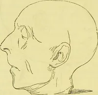 An illustration from The constitution of man considered in relation to external objects / [George Combe]. (1879)