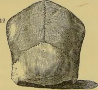 Picture 28 of 39 from Elements of phrenology / by George Combe. (1862), leaf 104