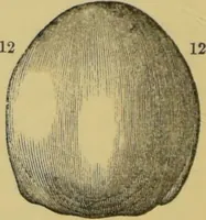 An illustration from Elements of phrenology / by George Combe. (1862)