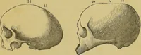 An illustration from Elements of phrenology / by George Combe. (1862)
