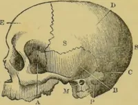 An illustration from Elements of phrenology / by George Combe. (1862)