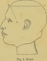 An illustration from Elements of phrenology / by George Combe. (1862)