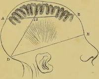 An illustration from Elements of phrenology / by George Combe. (1862)