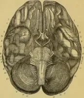 An illustration from Elements of phrenology / by George Combe. (1862)
