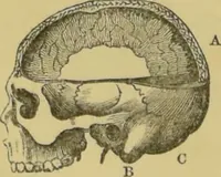 Picture 14 of 39 from Elements of phrenology / by George Combe. (1862), leaf 62