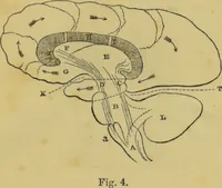 Picture 15 of 39 from Elements of phrenology / by George Combe. (1862), leaf 65