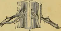 Picture 16 of 39 from Elements of phrenology / by George Combe. (1862), leaf 66