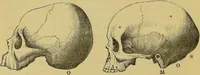 Picture 17 of 39 from Elements of phrenology / by George Combe. (1862), leaf 76