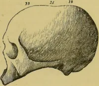 An illustration from Elements of phrenology / by George Combe. (1862)
