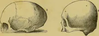 Picture 20 of 39 from Elements of phrenology / by George Combe. (1862), leaf 81