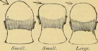 An illustration from The people's handbook of phrenology : comprising a short account of its history and principles with plain directions for readily attaining a knowledge of the science. (1890)