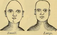 Picture 22 of 27 from The people's handbook of phrenology : comprising a short account of its history and principles with plain directions for readily attaining a knowledge of the science. (1890), leaf 42