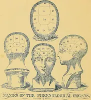 An illustration from The people's handbook of phrenology : comprising a short account of its history and principles with plain directions for readily attaining a knowledge of the science. (1890)
