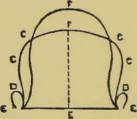 Picture 8 of 15 from How to read heads, or, Practical physiognomy made easy : the science and art of reading character briefly outlined, illustrated, and explained / by James Coates. (1890), leaf 48