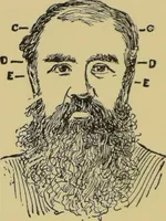 An illustration from How to read heads, or, Practical physiognomy made easy : the science and art of reading character briefly outlined, illustrated, and explained / by James Coates. (1890)